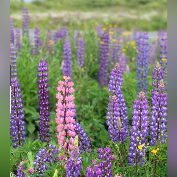 Meet your Posher, Krista - Picture 1 of 1